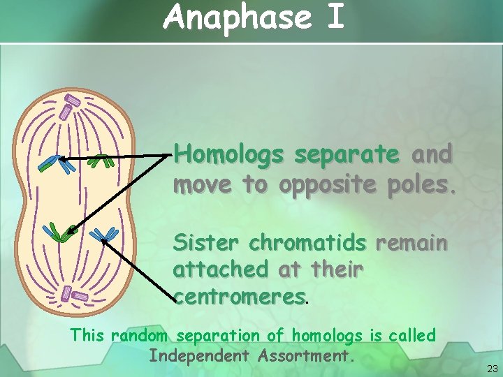 Anaphase I Homologs separate and move to opposite poles. Sister chromatids remain attached at