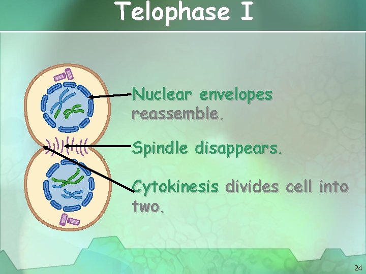Telophase I Nuclear envelopes reassemble. Spindle disappears. Cytokinesis divides cell into two. 24 