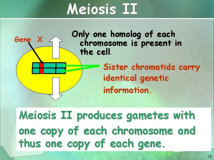 Meiosis II Gene X Only one homolog of each chromosome is present in the