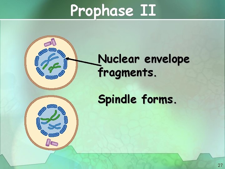 Prophase II Nuclear envelope fragments. Spindle forms. 27 