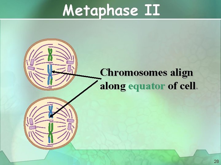 Metaphase II Chromosomes align along equator of cell. 28 