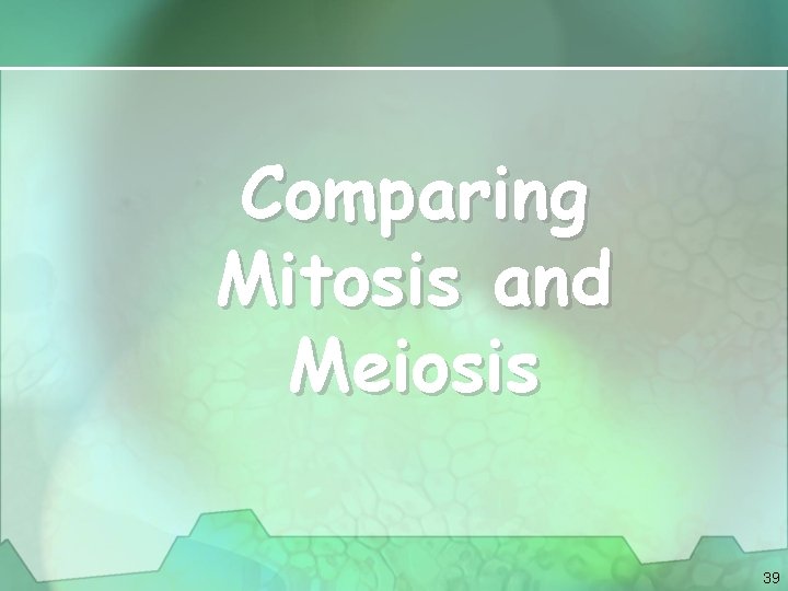 Comparing Mitosis and Meiosis 39 