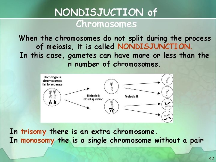 NONDISJUCTION of Chromosomes When the chromosomes do not split during the process of meiosis,