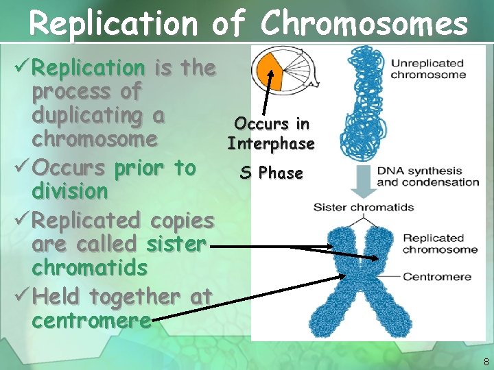 Replication of Chromosomes ü Replication is the process of duplicating a chromosome ü Occurs