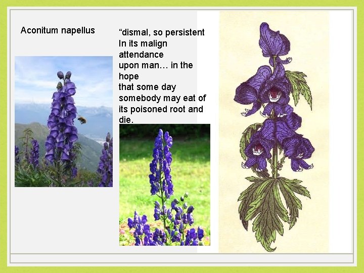 Aconitum napellus “ “dismal, so persistent In its malign attendance upon man… in the