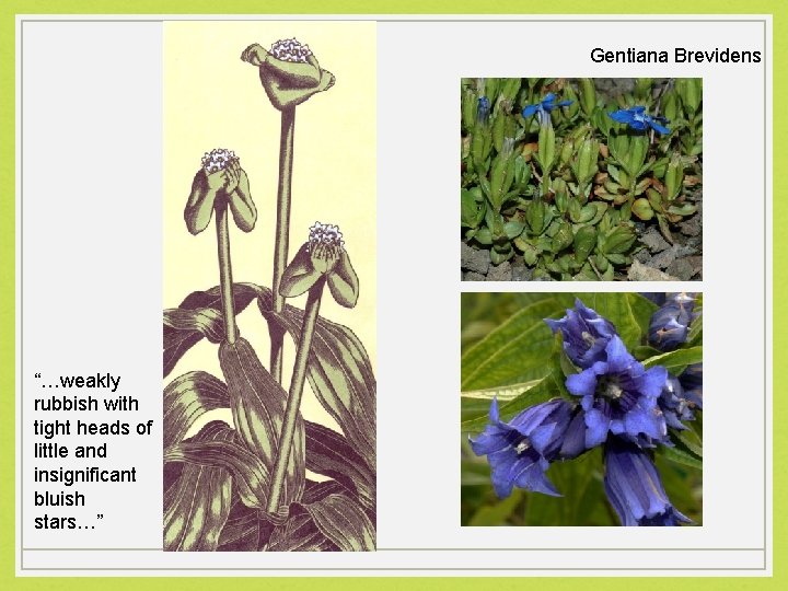 Gentiana Brevidens “…weakly rubbish with tight heads of little and insignificant bluish stars…” 