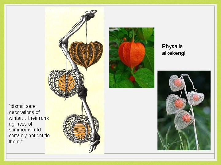 Physalis alkekengi “dismal sere decorations of winter… their rank ugliness of summer would certainly