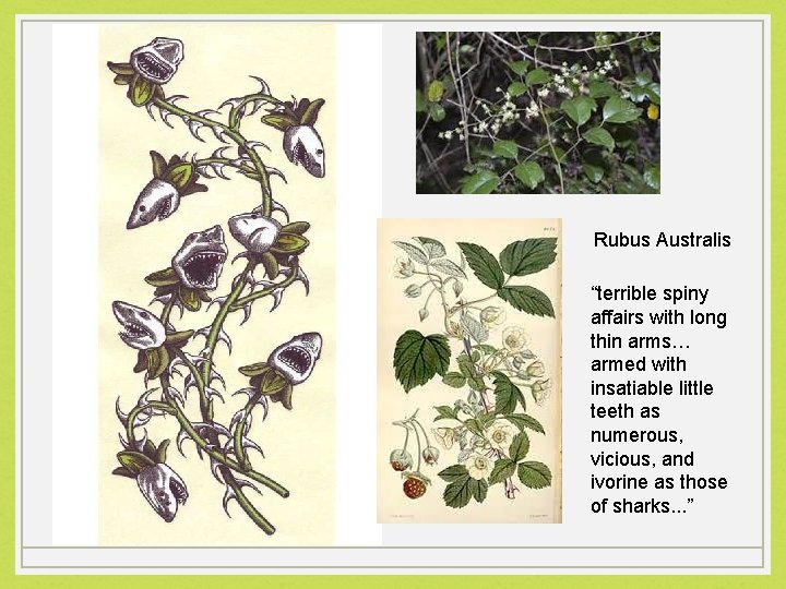 Rubus Australis “terrible spiny affairs with long thin arms… armed with insatiable little teeth