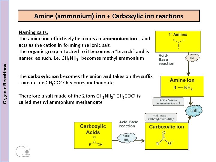 Amine (ammonium) ion + Carboxylic ion reactions Organic Reactions Naming salts. The amine ion Amine (ammonium) ion + Carboxylic ion reactions Organic Reactions Naming salts. The amine ion