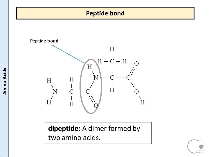 Peptide bond Amino Acids Peptide bond Peptide bond Amino Acids Peptide bond
