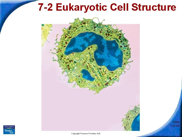 7 -2 Eukaryotic Cell Structure Slide 1 of 49 Copyright Pearson Prentice Hall 
