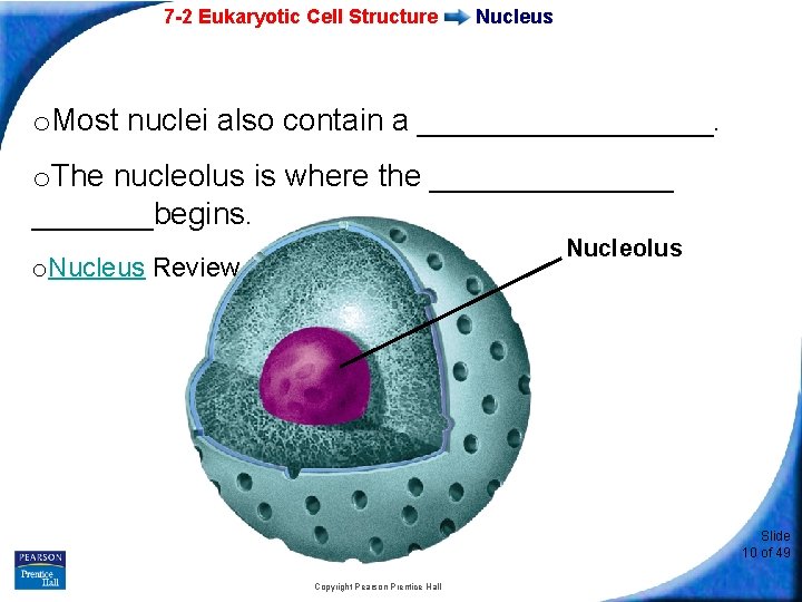 7 -2 Eukaryotic Cell Structure Nucleus o. Most nuclei also contain a _________. o.