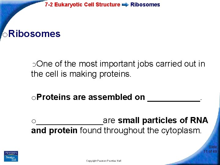 7 -2 Eukaryotic Cell Structure Ribosomes o. One of the most important jobs carried