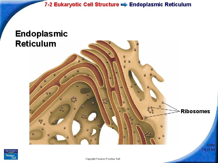 7 -2 Eukaryotic Cell Structure Endoplasmic Reticulum Ribosomes Slide 14 of 49 Copyright Pearson