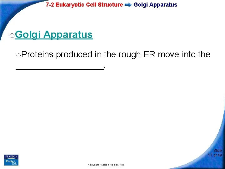 7 -2 Eukaryotic Cell Structure Golgi Apparatus o. Proteins produced in the rough ER