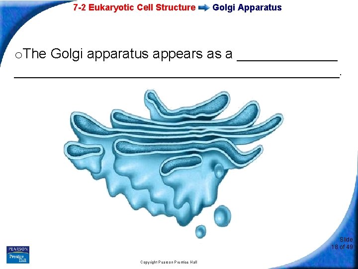 7 -2 Eukaryotic Cell Structure Golgi Apparatus o. The Golgi apparatus appears as a