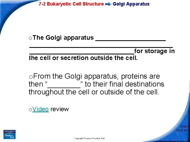 7 -2 Eukaryotic Cell Structure Golgi Apparatus o. The Golgi apparatus _______________________________for storage in