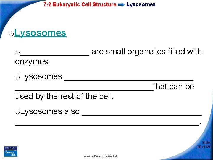 7 -2 Eukaryotic Cell Structure Lysosomes o________ are small organelles filled with enzymes. o.