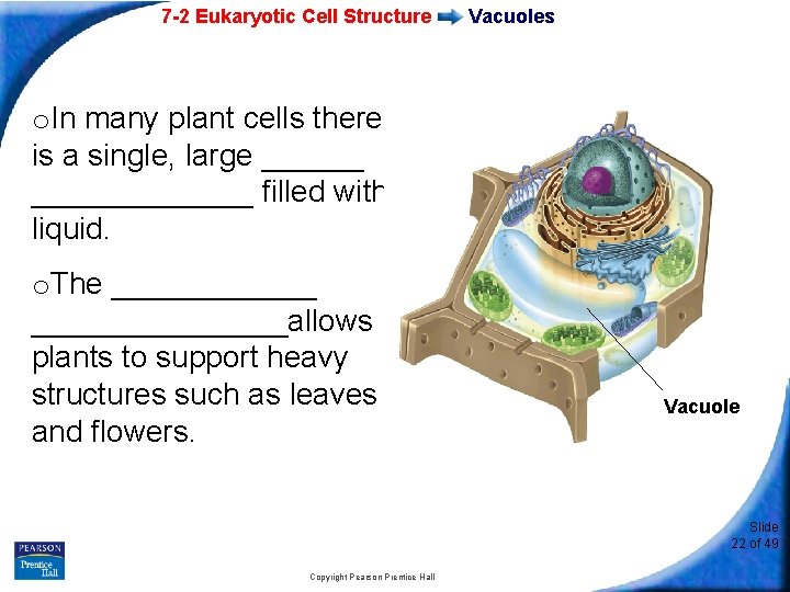 7 -2 Eukaryotic Cell Structure Vacuoles o. In many plant cells there is a