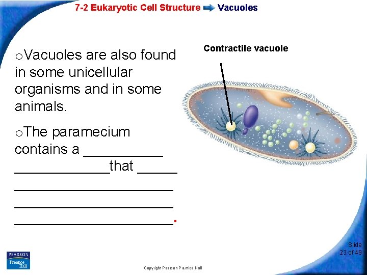 7 -2 Eukaryotic Cell Structure o. Vacuoles are also found in some unicellular organisms