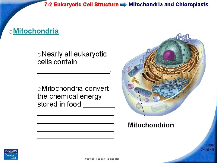 7 -2 Eukaryotic Cell Structure Mitochondria and Chloroplasts o. Mitochondria o. Nearly all eukaryotic