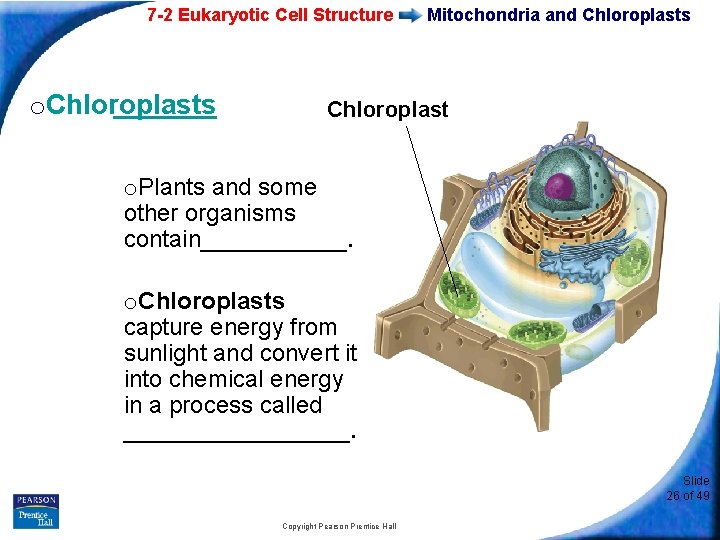 7 -2 Eukaryotic Cell Structure o. Chloroplasts Mitochondria and Chloroplasts Chloroplast o. Plants and