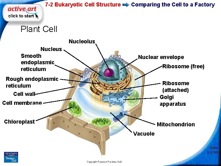 7 -2 Eukaryotic Cell Structure Comparing the Cell to a Factory Plant Cell Nucleolus