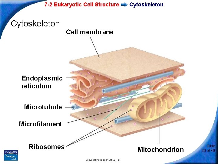 7 -2 Eukaryotic Cell Structure Cytoskeleton Cell membrane Endoplasmic reticulum Microtubule Microfilament Ribosomes Mitochondrion