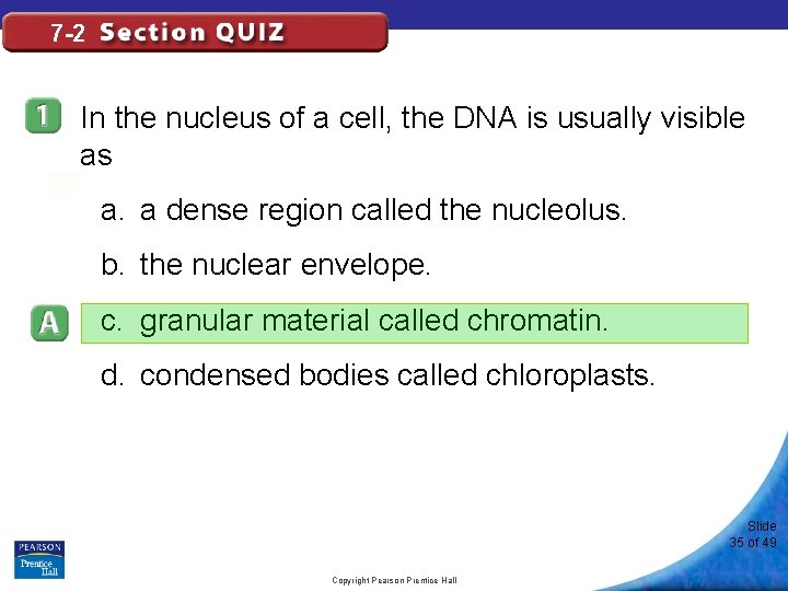 7 -2 In the nucleus of a cell, the DNA is usually visible as