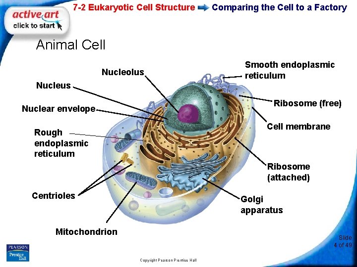 7 -2 Eukaryotic Cell Structure Comparing the Cell to a Factory Animal Cell Nucleolus