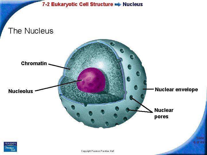 7 -2 Eukaryotic Cell Structure Nucleus The Nucleus Chromatin Nuclear envelope Nucleolus Nuclear pores