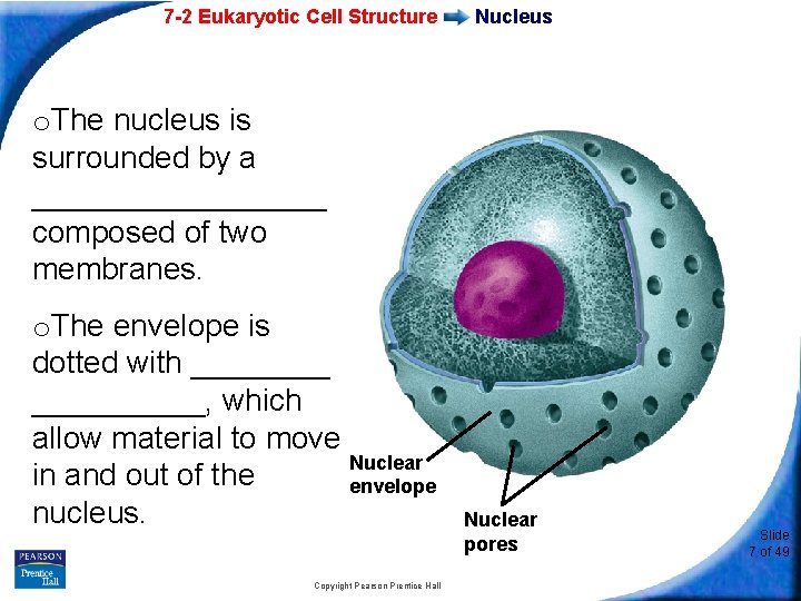 7 -2 Eukaryotic Cell Structure Nucleus o. The nucleus is surrounded by a _________