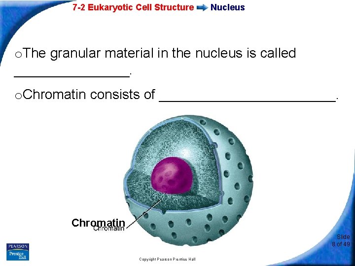 7 -2 Eukaryotic Cell Structure Nucleus o. The granular material in the nucleus is