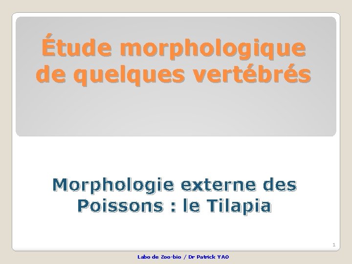 Étude morphologique de quelques vertébrés Morphologie externe des Poissons : le Tilapia 1 Labo