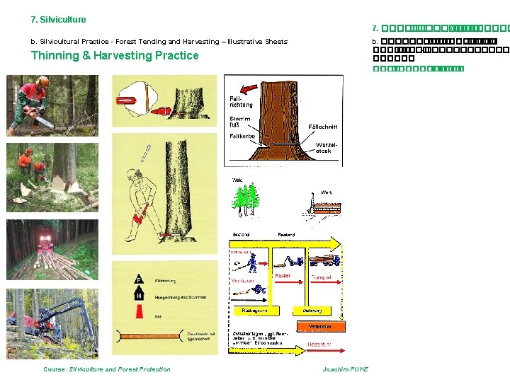 7. Silviculture 7. ��������� /���� b. Silvicultural Practice - Forest Tending and Harvesting –