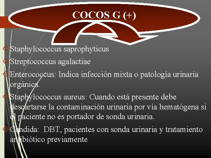 COCOS G (+) Staphylococcus saprophyticus Streptococcus agalactiae Enterococcus: Indica infección mixta o patología urinaria