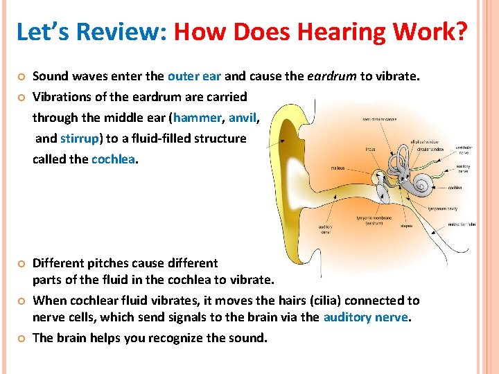 Let’s Review: How Does Hearing Work? Sound waves enter the outer ear and cause