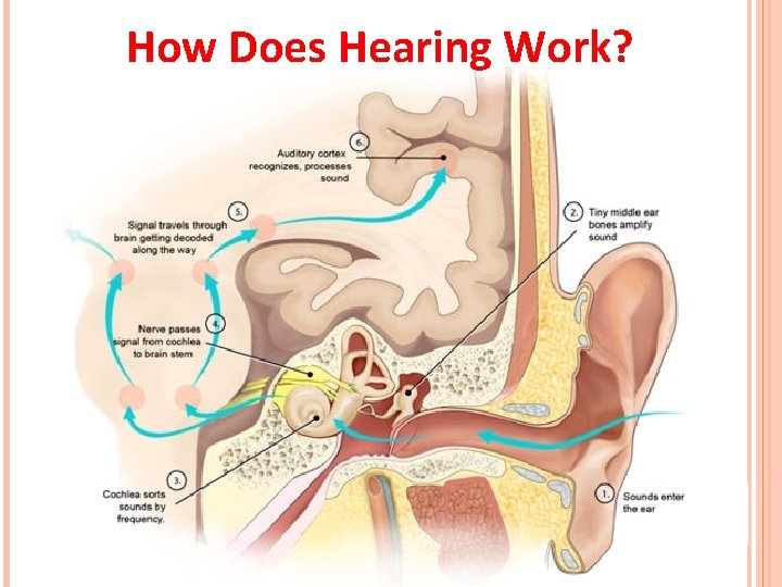 How Does Hearing Work? 