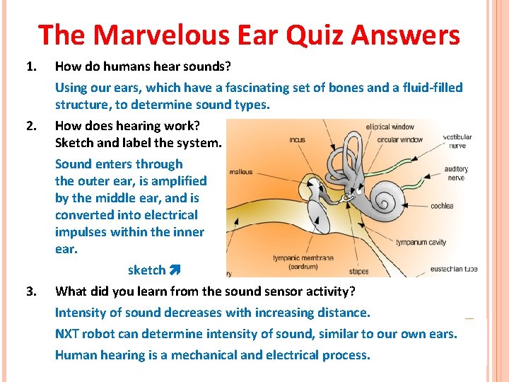 The Marvelous Ear Quiz Answers 1. 2. 3. How do humans hear sounds? Using