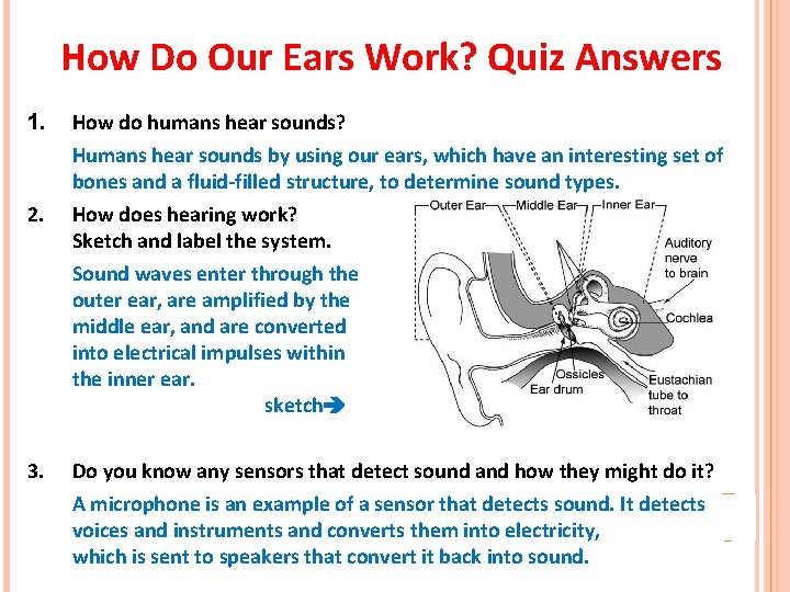 How Do Our Ears Work? Quiz Answers 1. 2. 3. How do humans hear