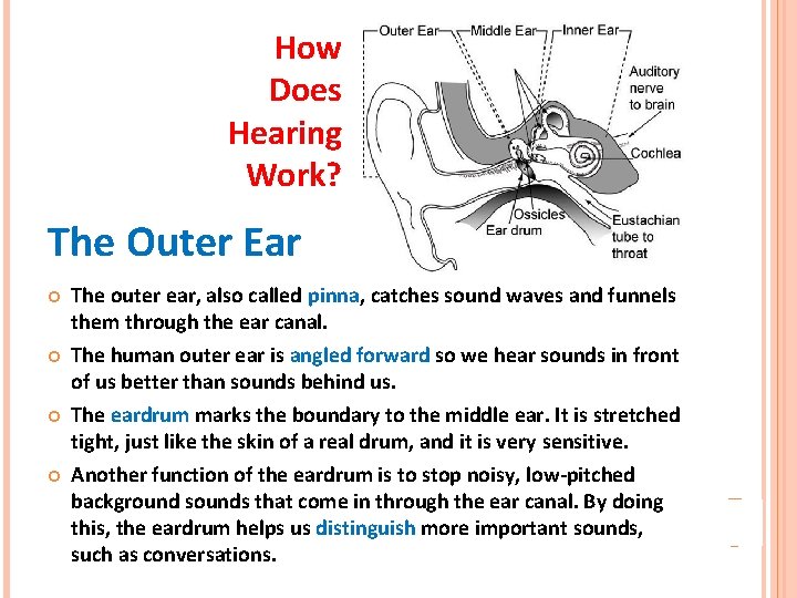 How Does Hearing Work? The Outer Ear The outer ear, also called pinna, catches