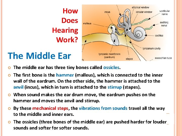 How Does Hearing Work? The Middle Ear The middle ear has three tiny bones