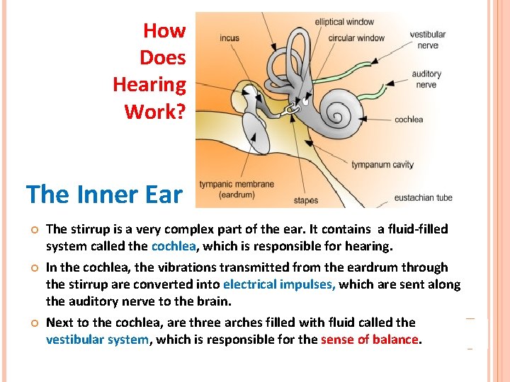 How Does Hearing Work? The Inner Ear The stirrup is a very complex part