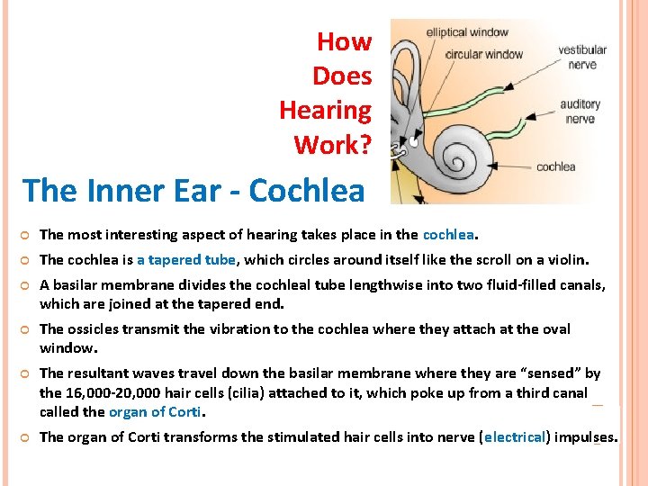 How Does Hearing Work? The Inner Ear - Cochlea The most interesting aspect of