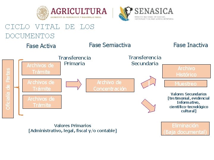 CICLO VITAL DE LOS DOCUMENTOS Oficialía de Partes Fase Activa Fase Semiactiva Transferencia Secundaria