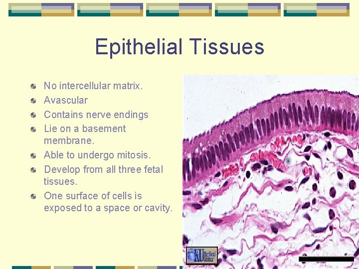 Epithelial Tissues No intercellular matrix. Avascular Contains nerve endings Lie on a basement membrane.