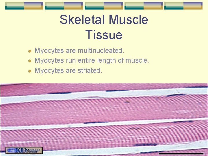 Skeletal Muscle Tissue l l l Myocytes are multinucleated. Myocytes run entire length of