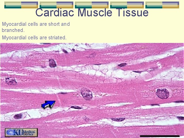 Cardiac Muscle Tissue Myocardial cells are short and branched. Myocardial cells are striated. 