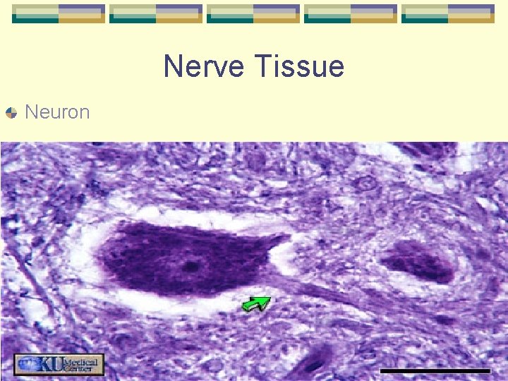 Nerve Tissue Neuron 