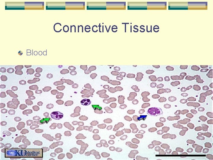 Connective Tissue Blood 